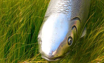 安卓ddos攻击工具